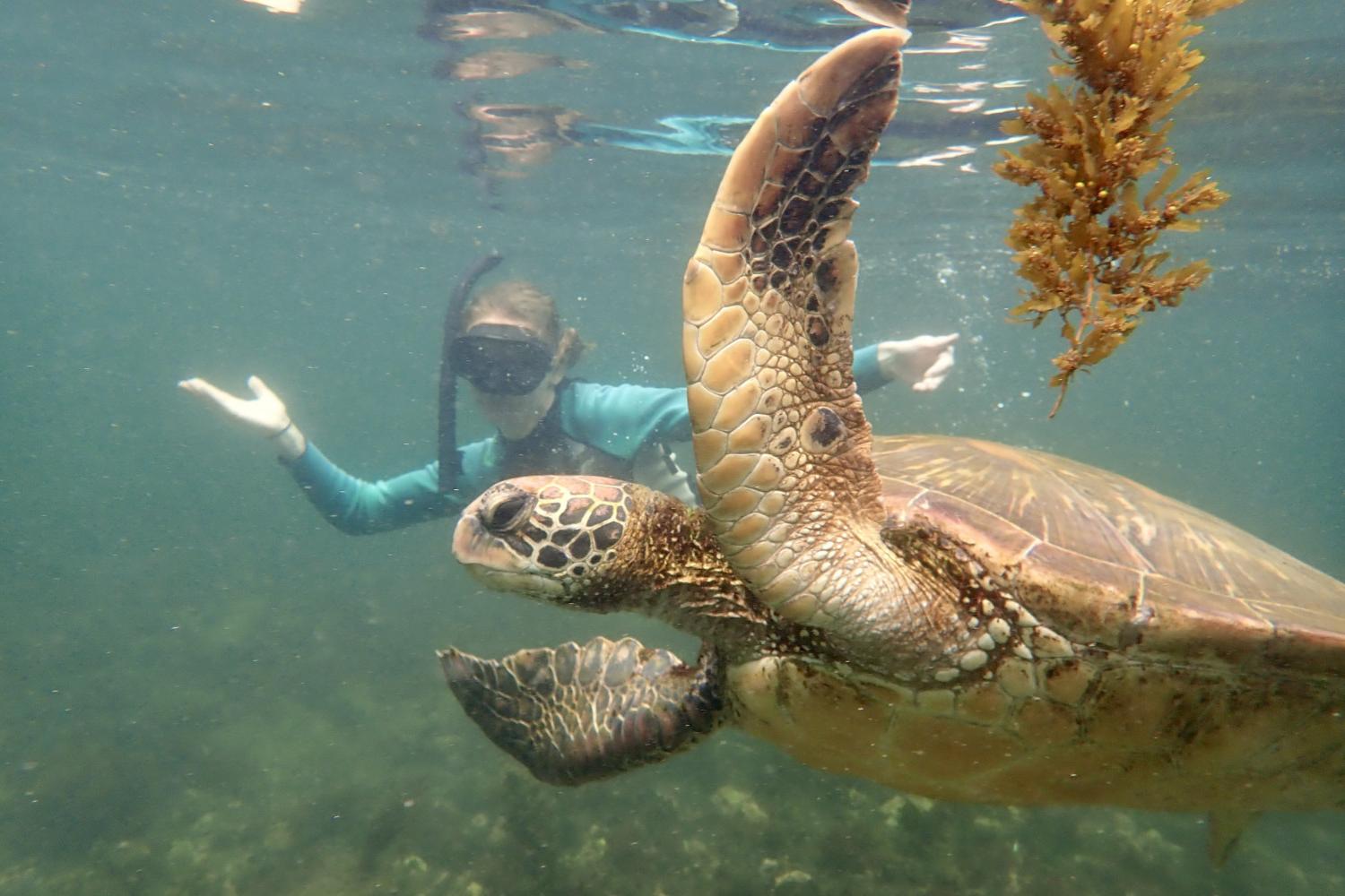 一名<a href='http://safety.5g-taiou-wifi.net'>博彩网址大全</a>学生在Galápagos群岛游学途中与一只巨龟游泳.